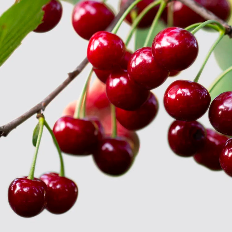 regina-cherry-4