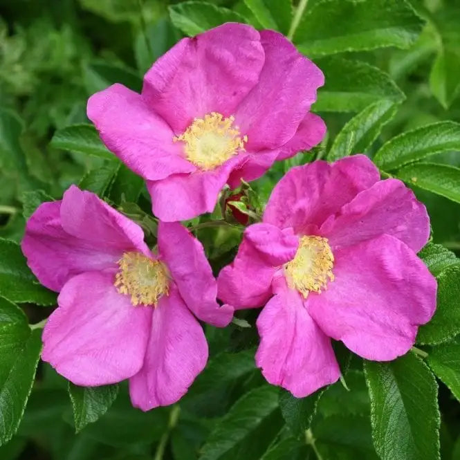 romanus-pink-rosa-species-5