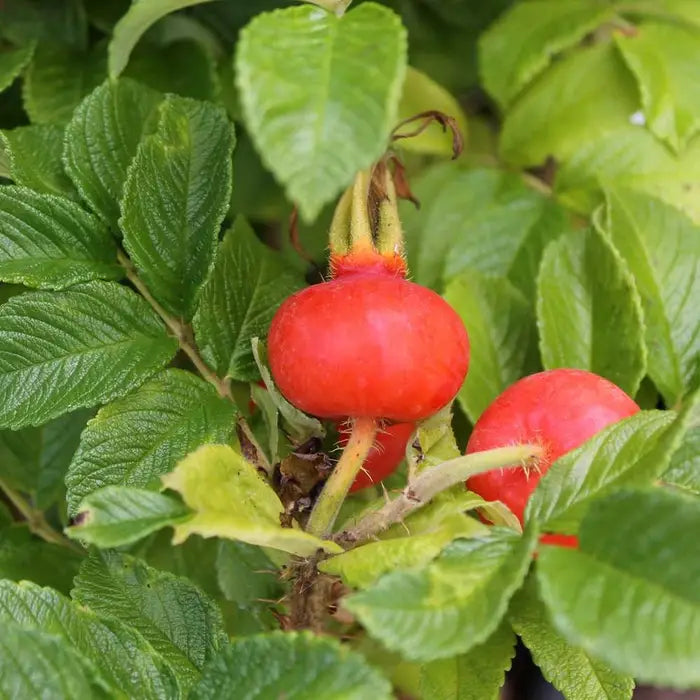 romanus-rose--species-2