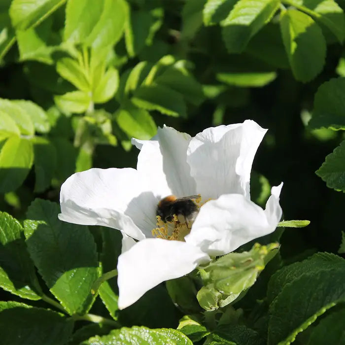 rosa-rugosa-alba-_white-ramanus-rose_-flower-with-bee-2
