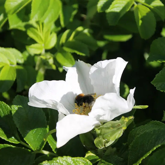 rosa-rugosa-alba-_white-ramanus-rose_-flower-with-bee-2