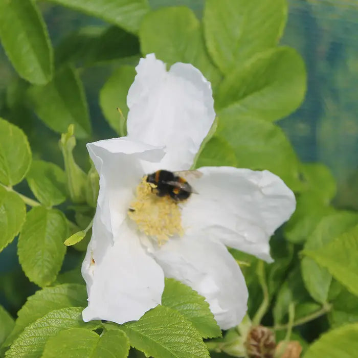 rosa-rugosa-alba-_white-ramanus-rose_-open-flower-4