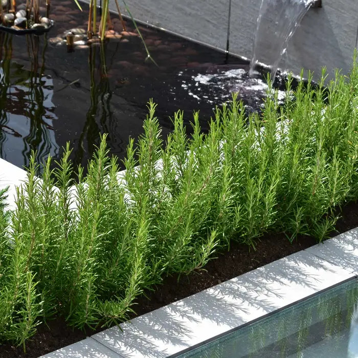 Rosemary Hedge Plant Hedge (Rosmarinus officinalis)