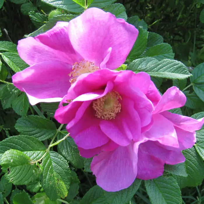 rpink-romanus-rosa_rugosa-3