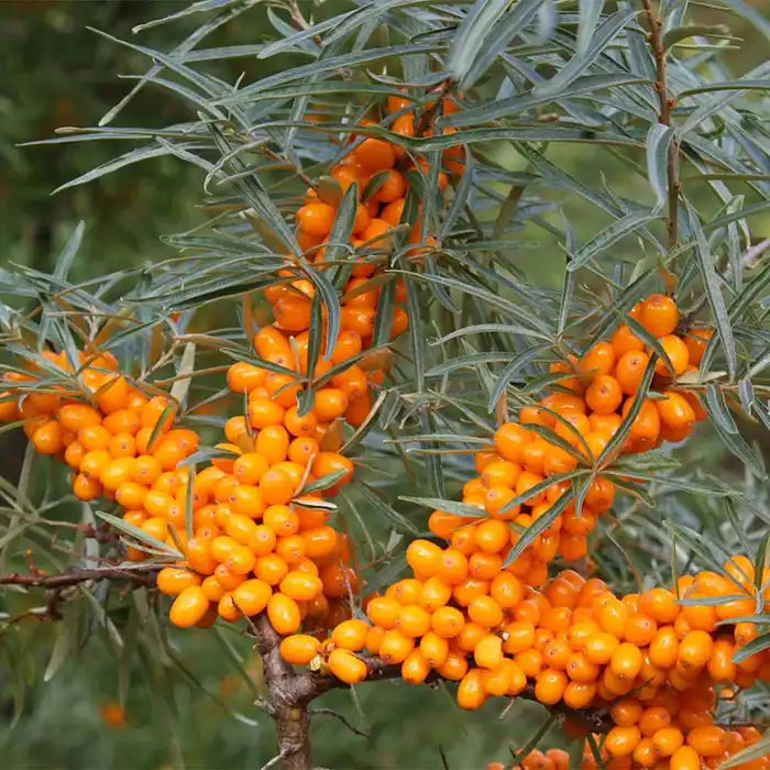 sea-buckthorn-_hippophae-rhamnoides_-dense-berries_4