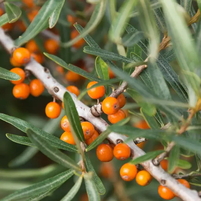 sea_buckthorn_2