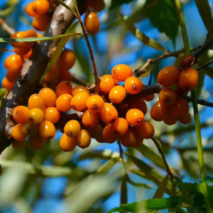 sea_buckthorn_6