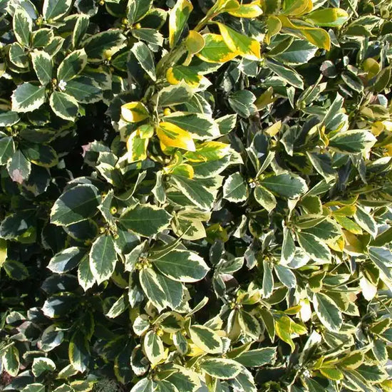silver-holly-_ilex-aquifolium-argentea-marginata_-hedge-close-up-2