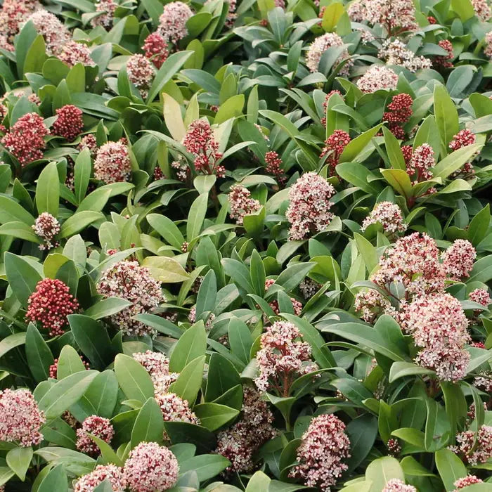 Skimmia 'Rubella' Shrub Hedge (Skimmia japonica 'Rubella')