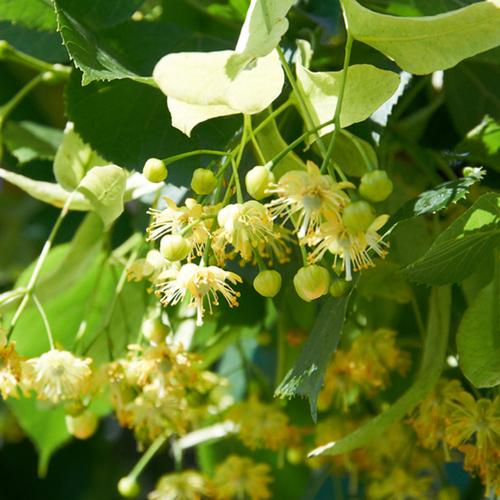small-leaved-lime-pleached-tree-2