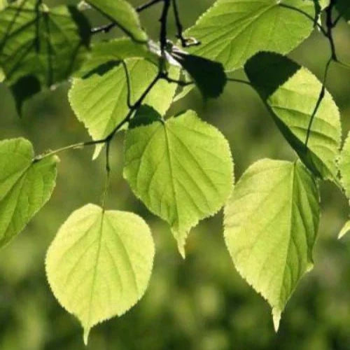 small-leaved-lime-pleached-tree-4