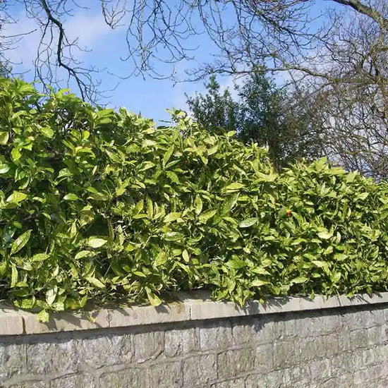spotted-laurel-_aucuba-japonica-crotonifolia_-full-hedge-3