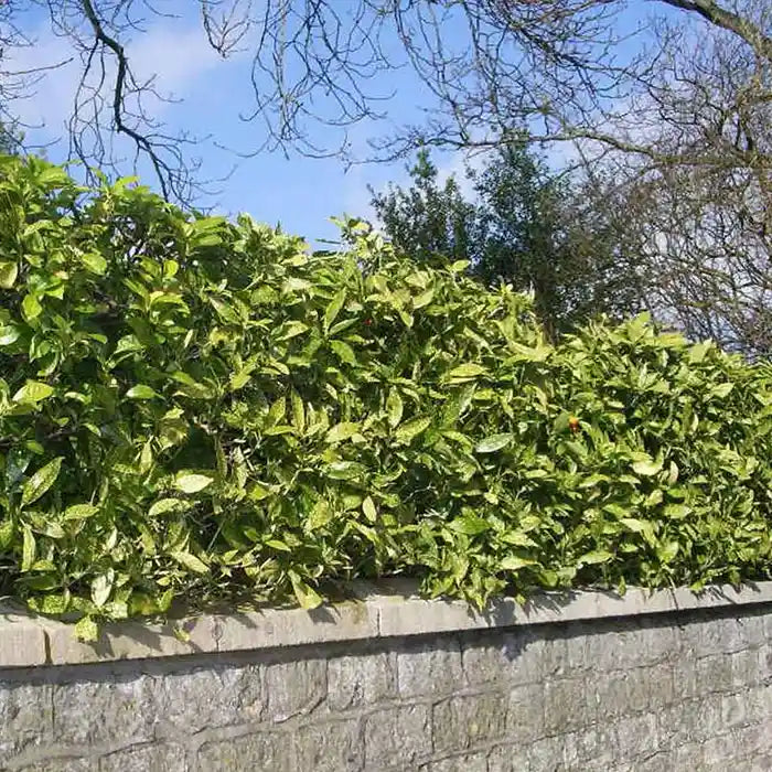 spotted-laurel-_aucuba-japonica-crotonifolia_-full-hedge-3