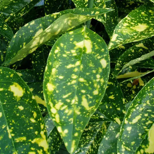 Spotted Laurel Hedging...