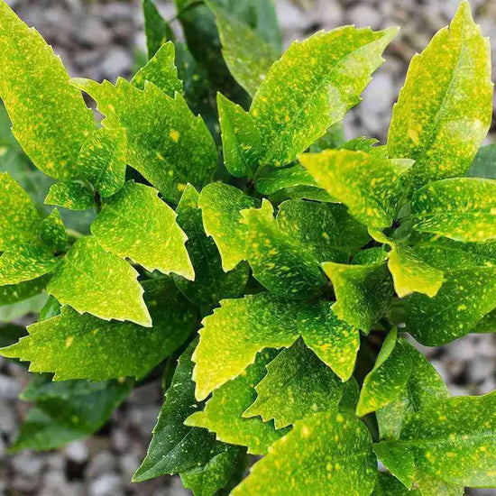 spotted-laurel-aucuba-japonica-crotonifolia-leaves-close-up-5