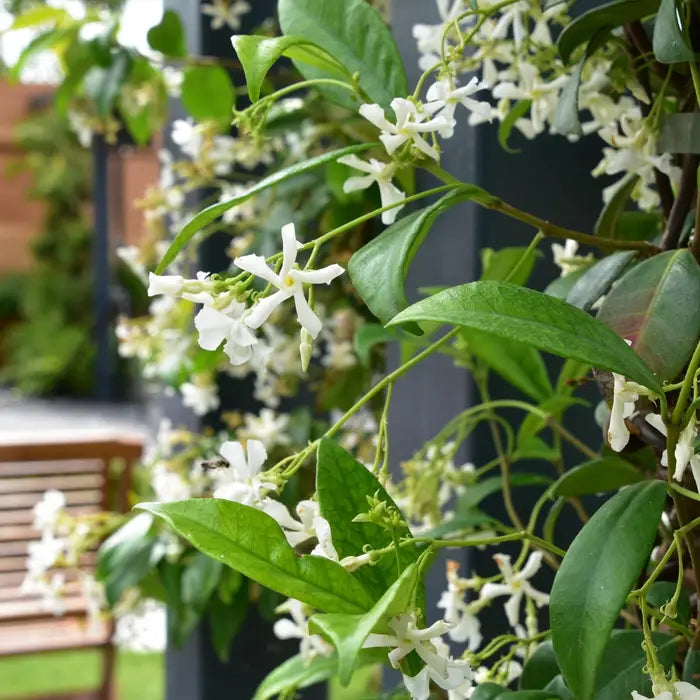 star-jasmine-_trachelospermum-jasminoides_-trellis-grown-4