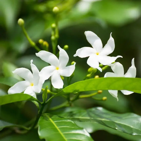 star_jasmine_5