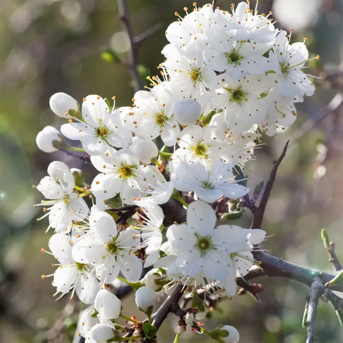 sunburst-cherry-2