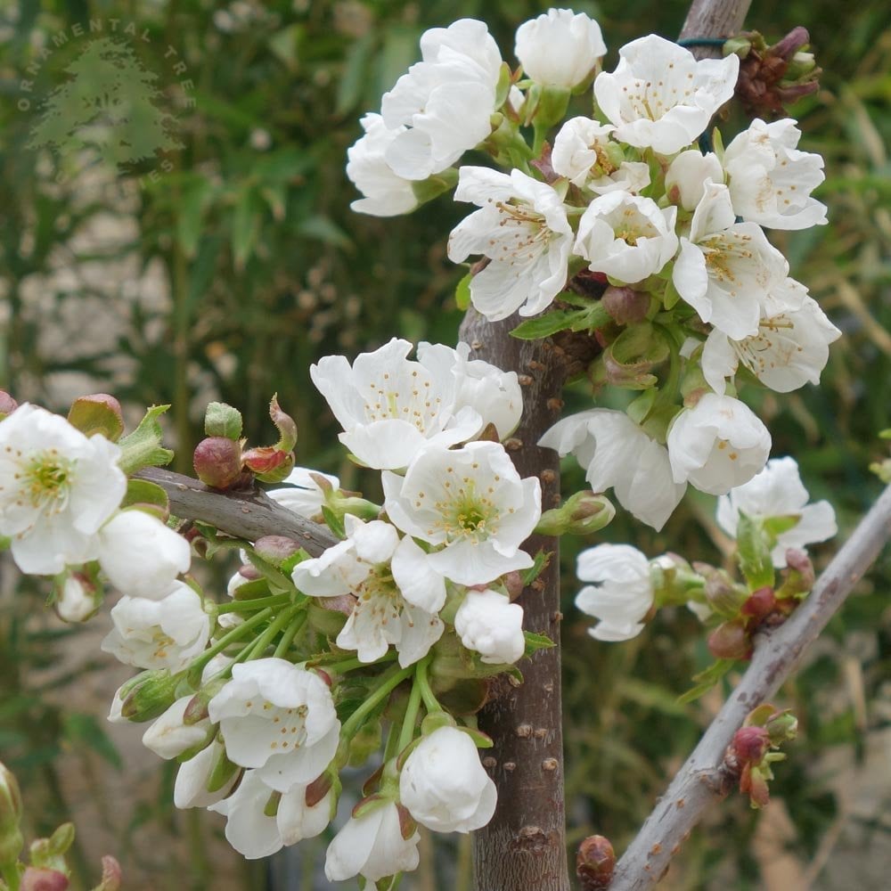 sunburst-cherry-3