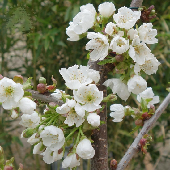 sunburst-cherry-3