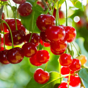 sunburst-cherry-5