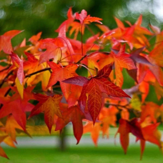sweetgum-pleached-tree-2