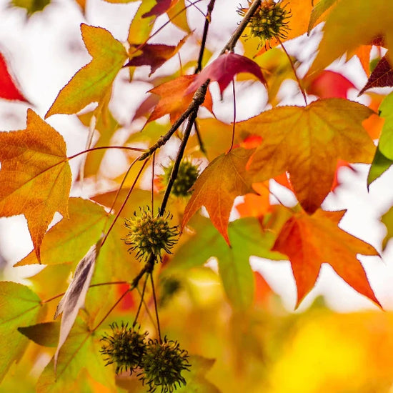 sweetgum-pleached-tree-3