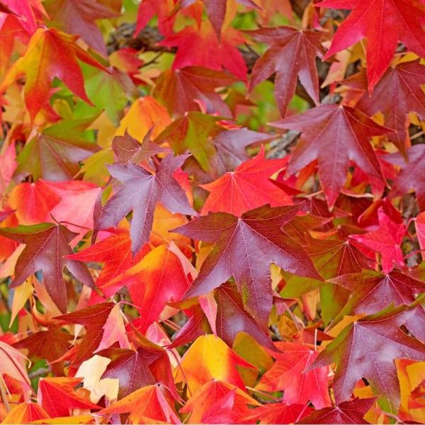 sweetgum-pleached-tree-4