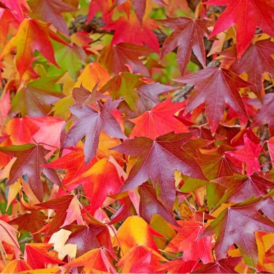 sweetgum-pleached-tree-4