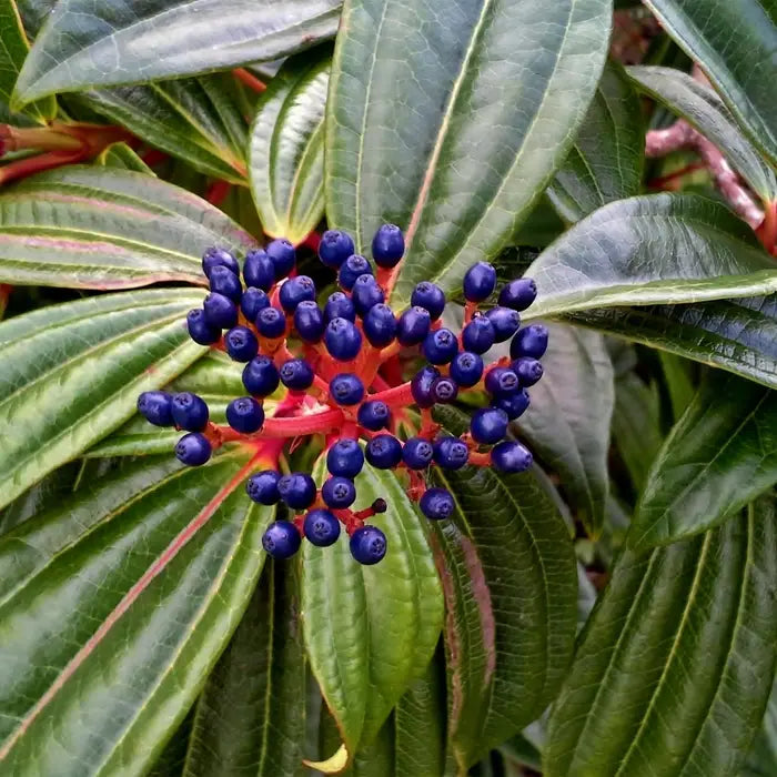 David viburnum Shrub Hedge (Viburnum davidii)