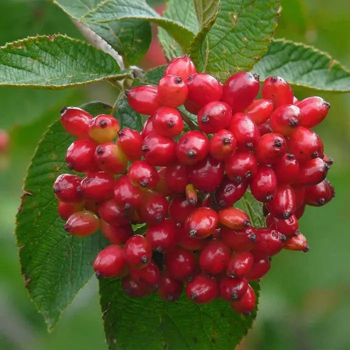 viburnum-lantana-berries-4
