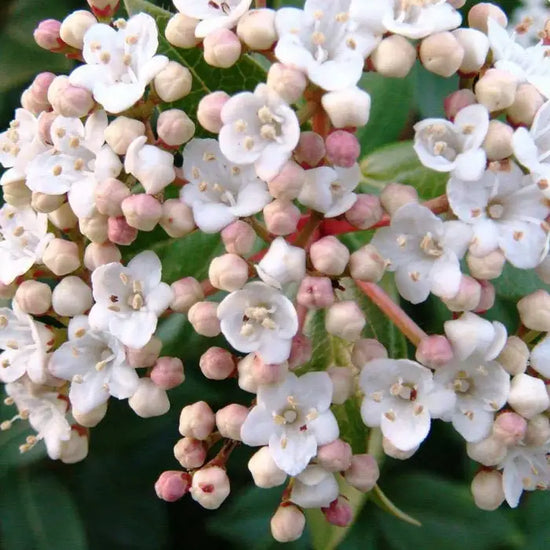 viburnum-tinus-eve-price-flowers-2