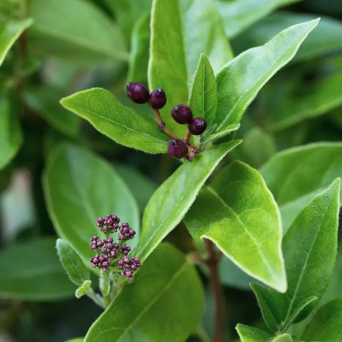 viburnum-tinus-eve-price-leaves-3