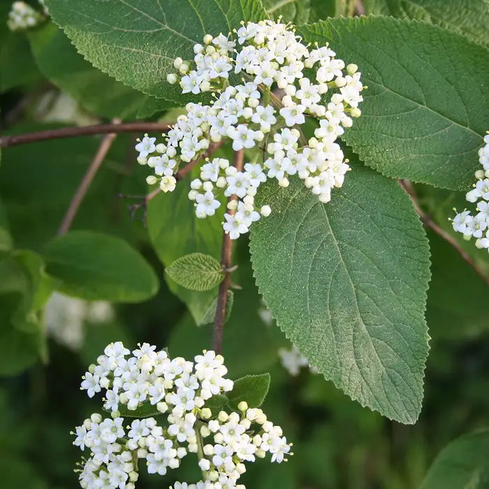 viburnum_lantana_5