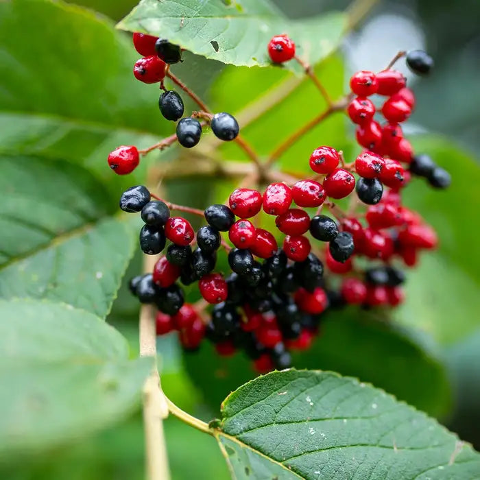 viburnum_lantana_6