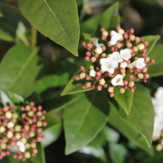viburnum_tinus_5