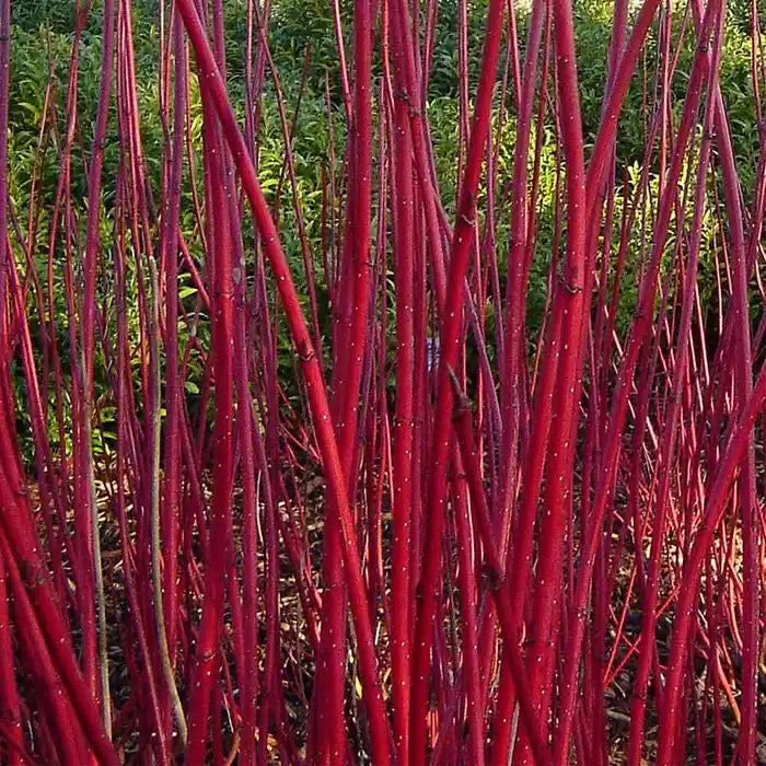 vivid-red-dogwood-cornus-alba-sibirica-stems-close-up-2