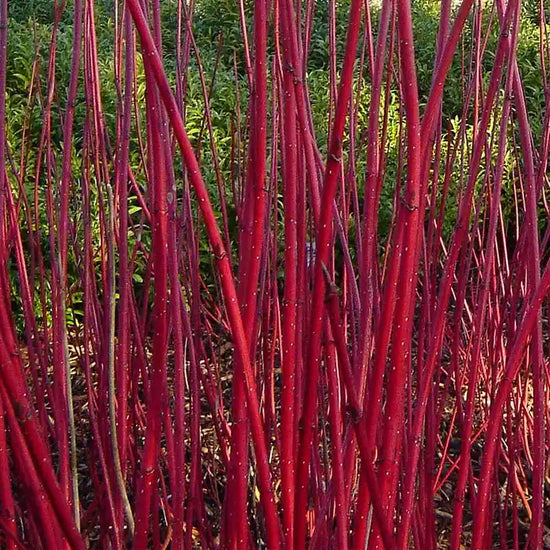 vivid-red-dogwood-cornus-alba-sibirica-stems-close-up-2