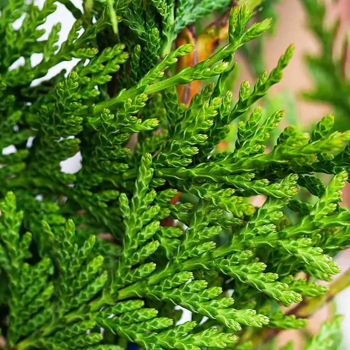 Western Red Cedar (Thuja plicata 'Atrovirens')