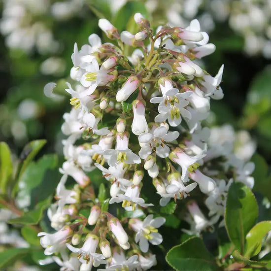 white-escallonia-_escallonia-iveyi_-flower-panicle-2