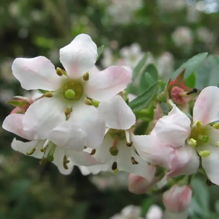white-escallonia-_escallonia-iveyi_-flowers-close-up-4