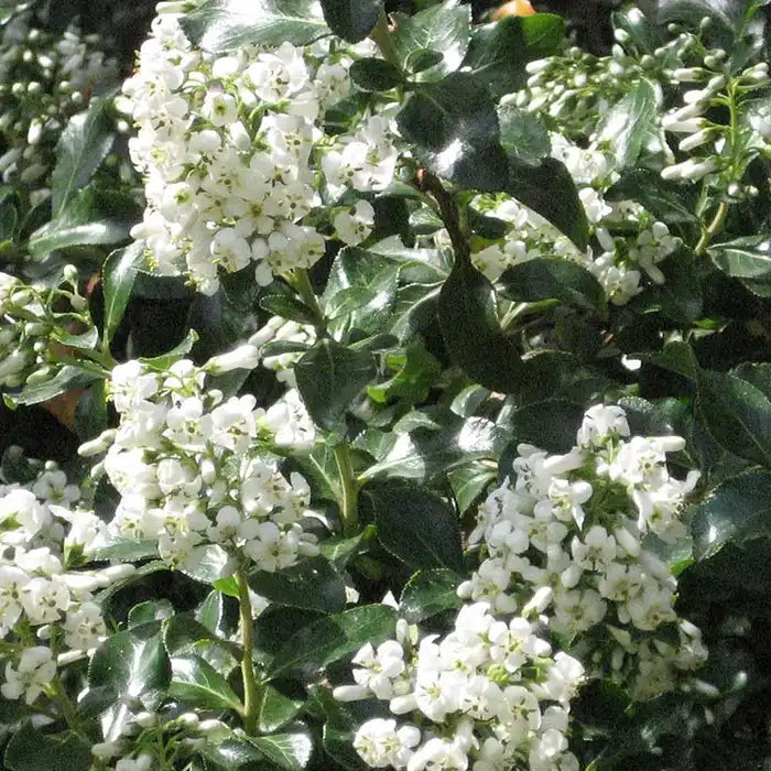 white-escallonia-_escallonia-iveyi_-full-hedge-3