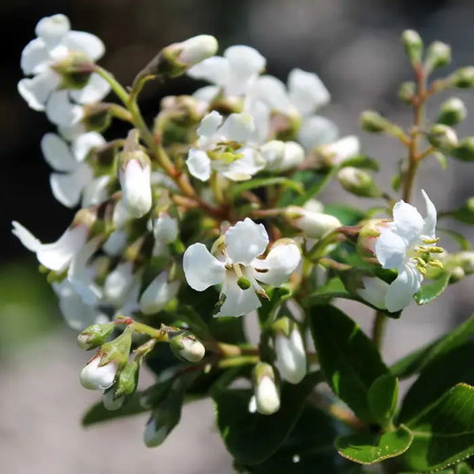 Escallonia White Hedging...
