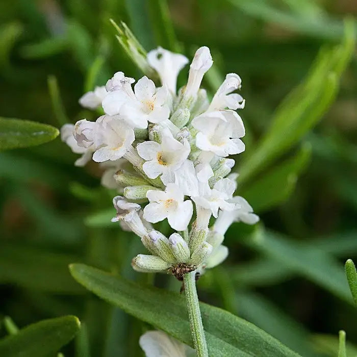 white_lavender_2