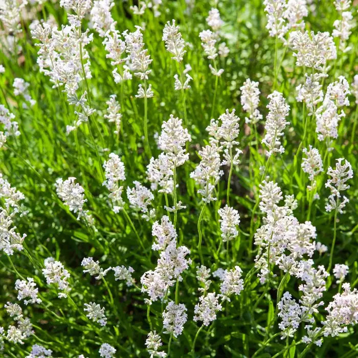 white_lavender_3