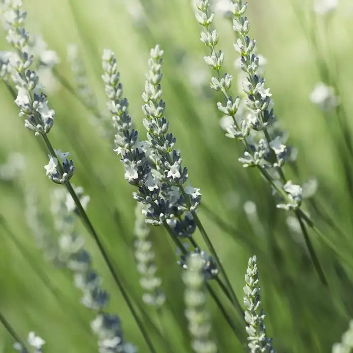 white_lavender_4