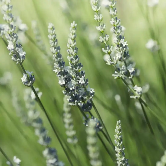 white_lavender_4