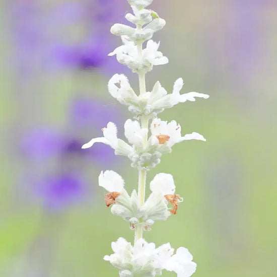 white_lavender_5