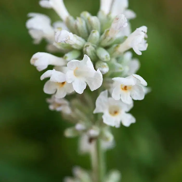 white_lavender_6