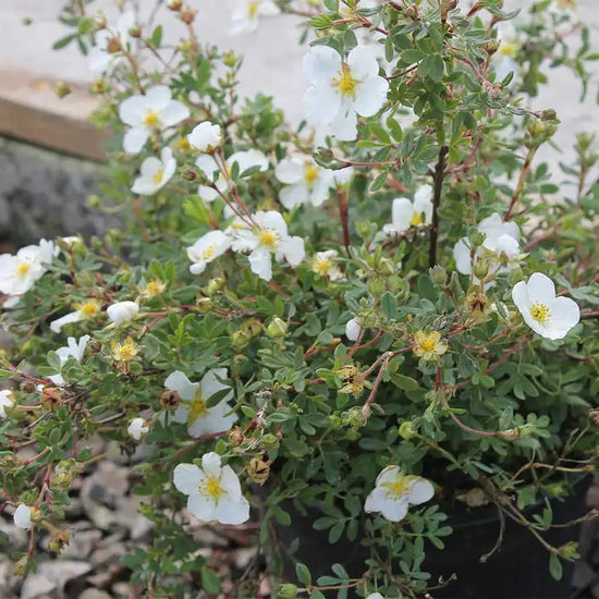 white_potentilla_3